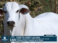 Lote 144