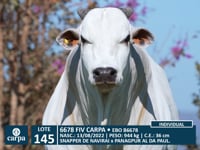 Lote 145