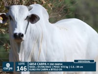Lote 146