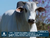 Lote 147