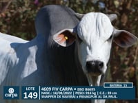 Lote 149