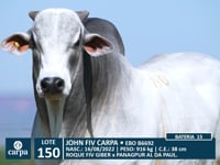 Lote 150