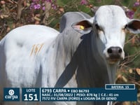 Lote 151