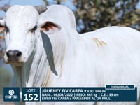 Lote 152