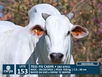 Lote 153