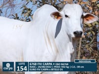 Lote 154