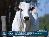 Lote 155