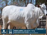 Lote 36