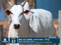 Lote 37