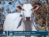Lote 38