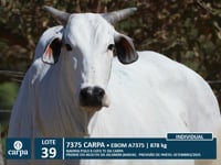 Lote 39