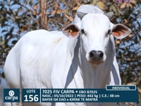 Lote 156