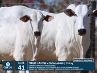 Lote 41