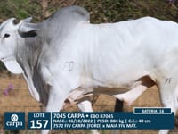 Lote 157