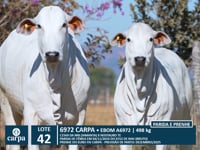Lote 42