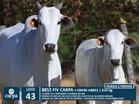 Lote 43
