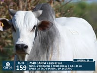 Lote 159