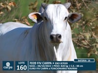 Lote 160