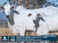 Lote 44