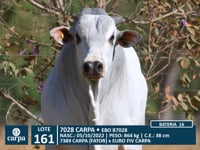 Lote 161