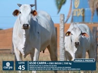 Lote 45