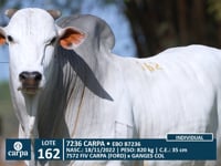 Lote 162