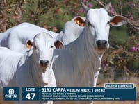 Lote 47