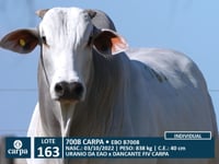 Lote 163