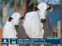 Lote 48