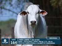 Lote 164