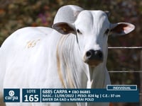 Lote 165