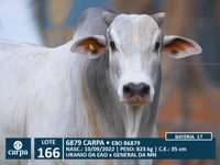 Lote 166