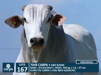 Lote 167