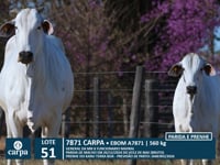 Lote 51