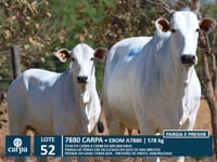 Lote 52