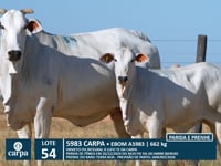 Lote 54