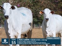 Lote 55