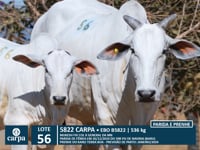 Lote 56