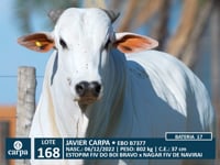 Lote 168
