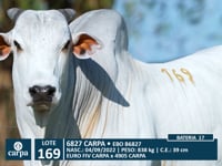 Lote 169