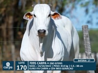 Lote 170