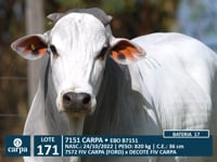 Lote 171