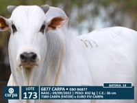 Lote 173