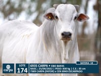 Lote 174