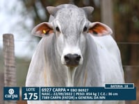 Lote 175