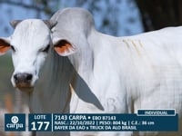 Lote 177