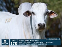 Lote 178