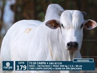 Lote 179