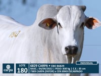 Lote 180
