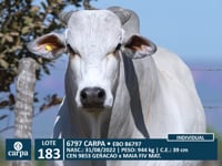 Lote 183